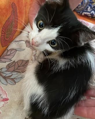 Gattina