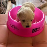 Maltese