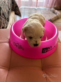 Maltese
