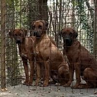 Cuccioli Rhodesian PRONTI