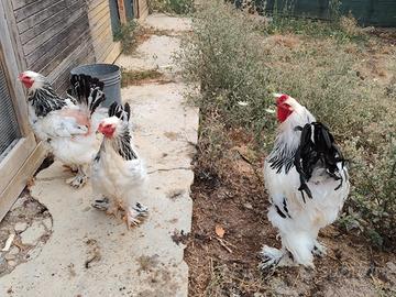 Brahma gigante