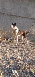 Border collie,Asia centrale