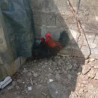 Marans nero ramato