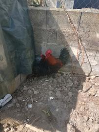 Marans nero ramato