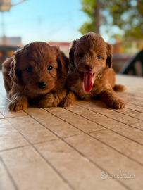 Cuccioli di Maltipoo