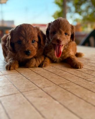 Cuccioli di Maltipoo