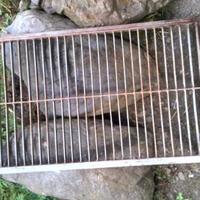 Griglia