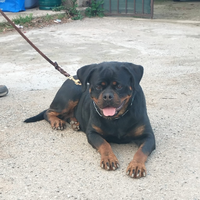 Rottweiler