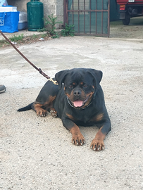 Rottweiler