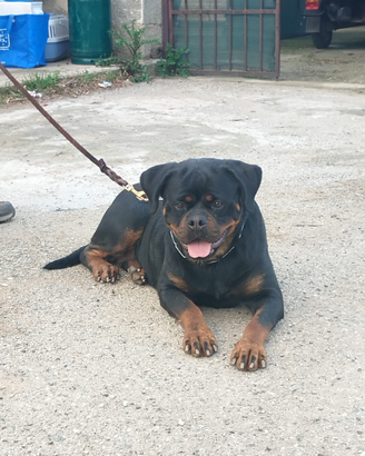 Rottweiler