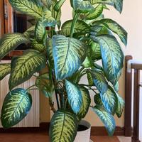 Dieffenbachia