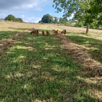 Capre siriane e erba medica