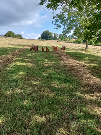 Capre siriane e erba medica