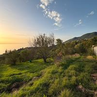 Terreno edificabile, uliveto e deposito | CAPRIOLI