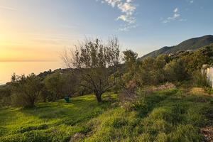 Terreno edificabile, uliveto e deposito | CAPRIOLI