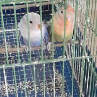 Pappagallo inseparabile