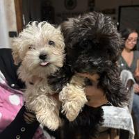 Maltipo/barboncino/maltese