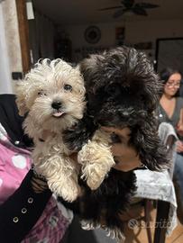 Maltipo/barboncino/maltese