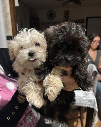 Maltipo/barboncino/maltese