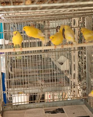 Canarini giallo avorio intensi e brinati 2026
