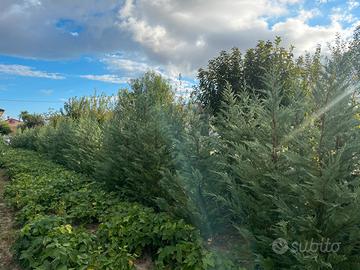 Leylandii