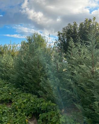 Leylandii