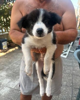 Cuccioli di border collie