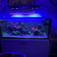 Acquario marino completo