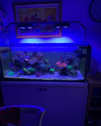 Acquario marino completo