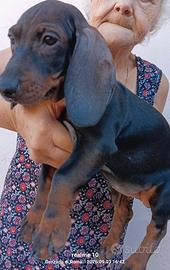 Cuccioli di bassotto tedesco