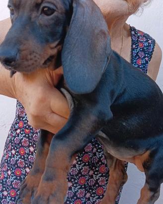 Cuccioli di bassotto tedesco