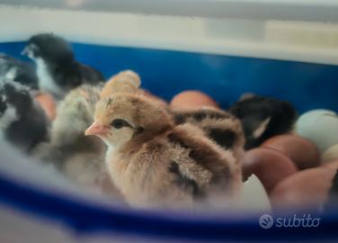 Pulcini Legbar creme e Moroseta