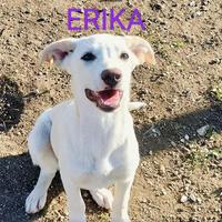 Cucciolo labrador mix in adozione