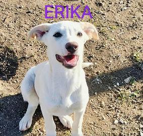 Cucciolo labrador mix in adozione