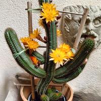 2 palline di cactus radicate nel vasetto