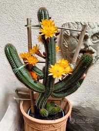 2 palline di cactus radicate nel vasetto