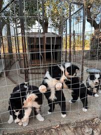 Cuccioli di border collie