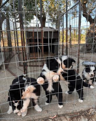 Cuccioli di border collie