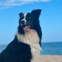 Border Collie con pedigree disponibile per monta