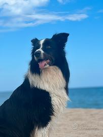 Border Collie con pedigree disponibile per monta