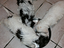 Immagine 3