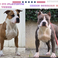 American Staffordshire Terrier Amstaff Pedigree