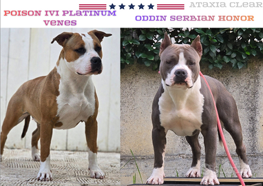 American Staffordshire Terrier Amstaff Pedigree