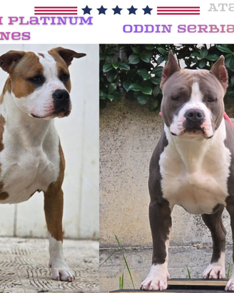 American Staffordshire Terrier Amstaff Pedigree