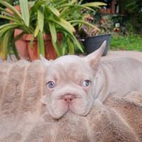 Cuccioli Bulldog francese esotico