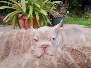 Cuccioli Bulldog francese esotico