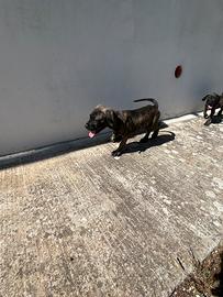 Cuccioli corso