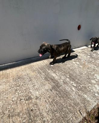 Cuccioli corso