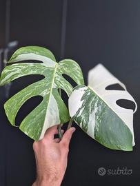 Monstera Deliciosa Variegata 