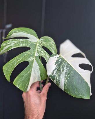 Monstera Deliciosa Variegata 